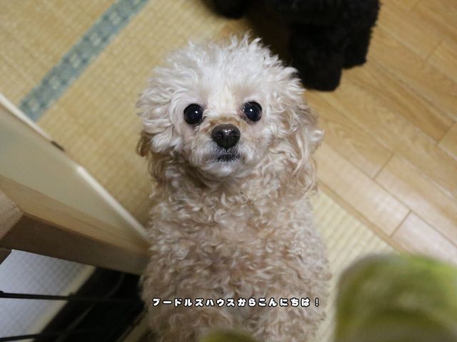 見上げるトイプードル｜しつけ失敗と悩む飼い主へ向けた信頼関係