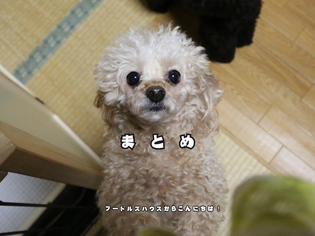 見上げるトイプードル｜しつけ失敗と悩む飼い主へ向けた信頼関係【まとめ】