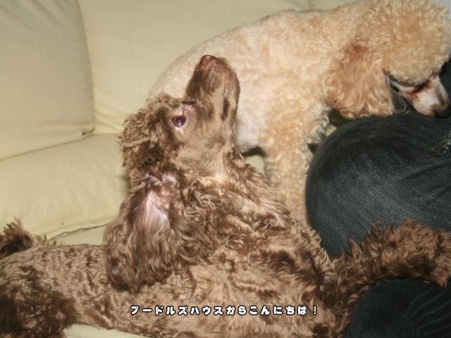 ソファで家族に寄り添うトイプードルたちの様子｜トイプードルを飼ってよかったと感じる日常の一コマ写真