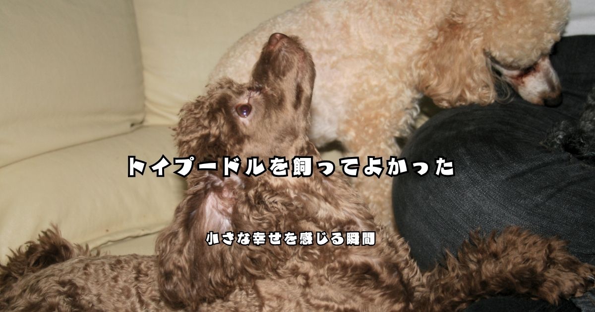 ソファで家族に寄り添うトイプードルたちの様子｜トイプードルを飼ってよかったと感じる日常の一コマ