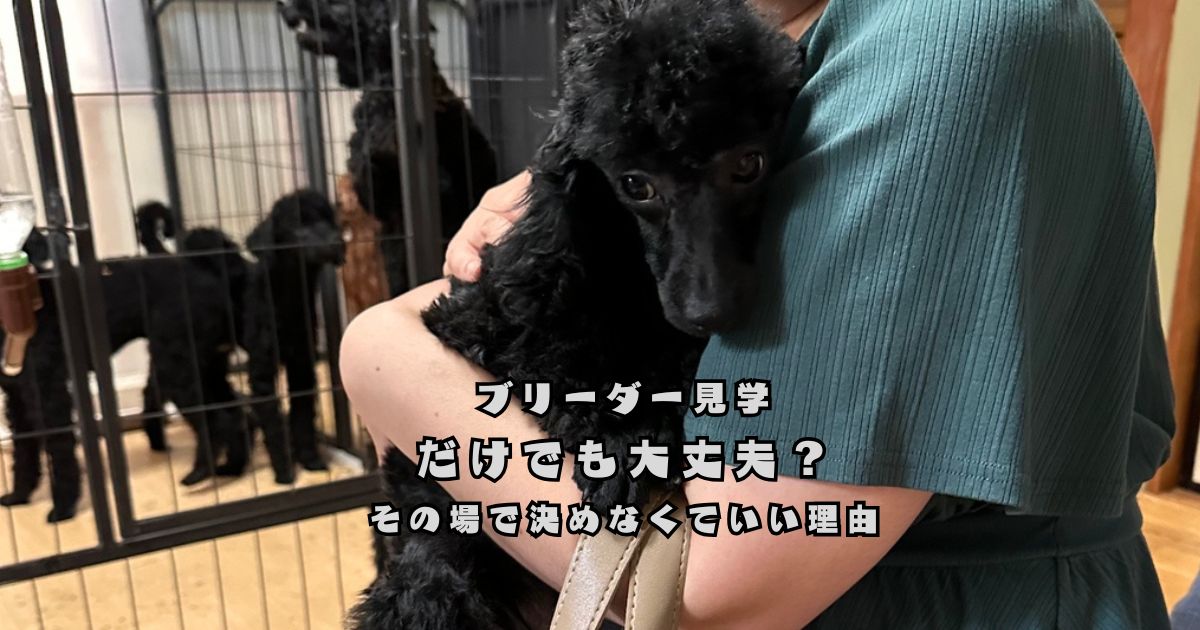 トイプードルのブリーダー見学で子犬を抱っこしながら安心して触れ合っている様子