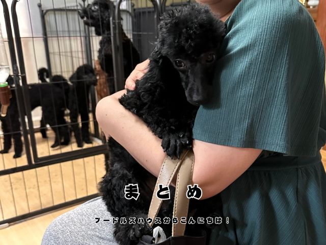 トイプードルのブリーダー見学で安心して子犬と触れ合っている様子トイプードルのブリーダー見学で安心して子犬と触れ合っている様子トイプードルのブリーダー見学で安心して子犬と触れ合っている様子トイプードルのブリーダー見学で安心して子犬と触れ合っている様子トイプードルのブリーダー見学で安心して子犬と触れ合っている様子