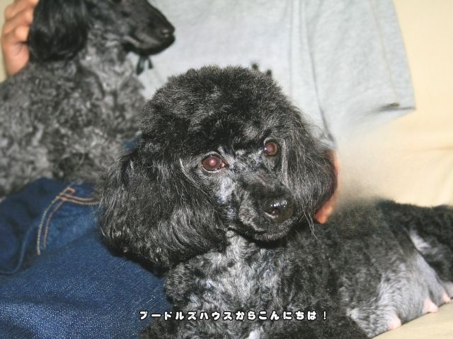 犬と暮らす幸せとは？トイプードルとの日常で感じる“何気ない瞬間”