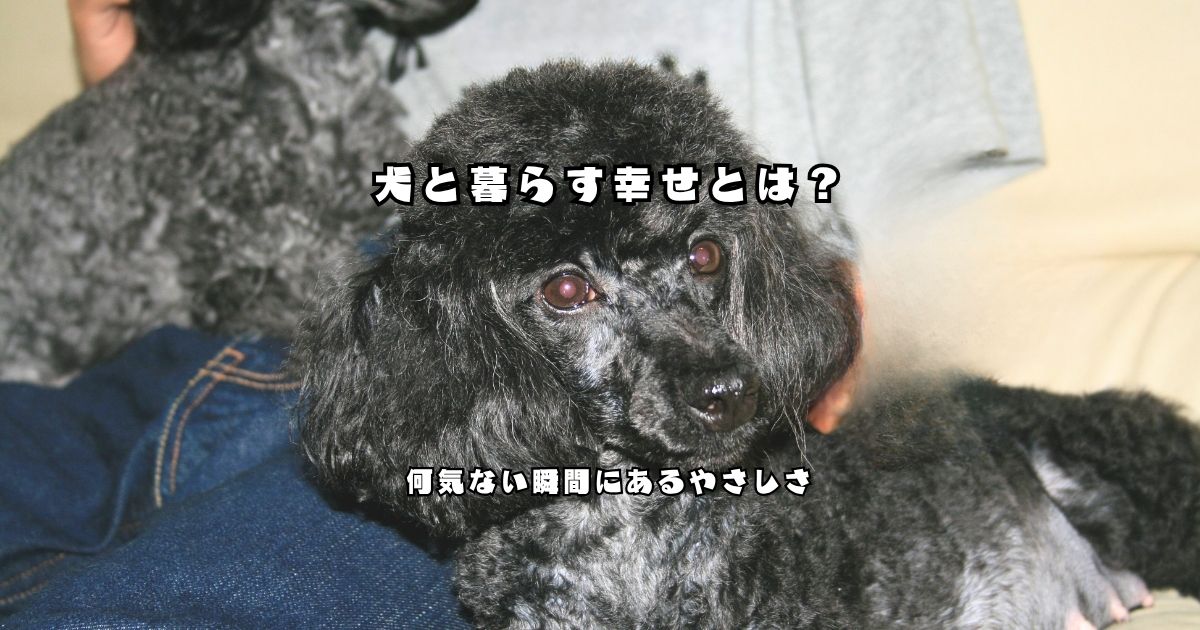 犬と暮らす幸せを感じるトイプードルとの日常の様子のアイキャッチ画像