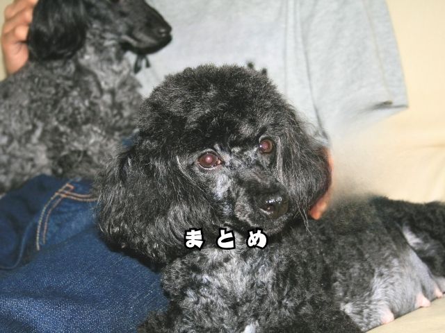 犬と暮らす幸せとは？トイプードルとの日常で感じる“何気ない瞬間” 【まとめ】
