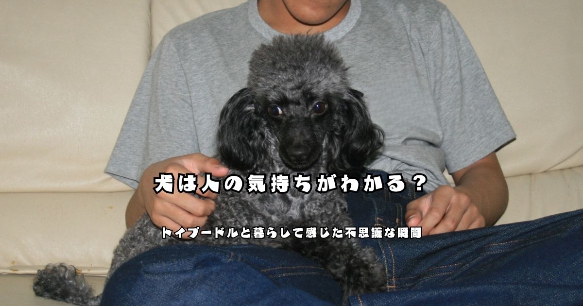 膝の上で落ち着いて座るブラック系のトイプードル｜犬は人の気持ちがわかると感じる瞬間をイメージした写真