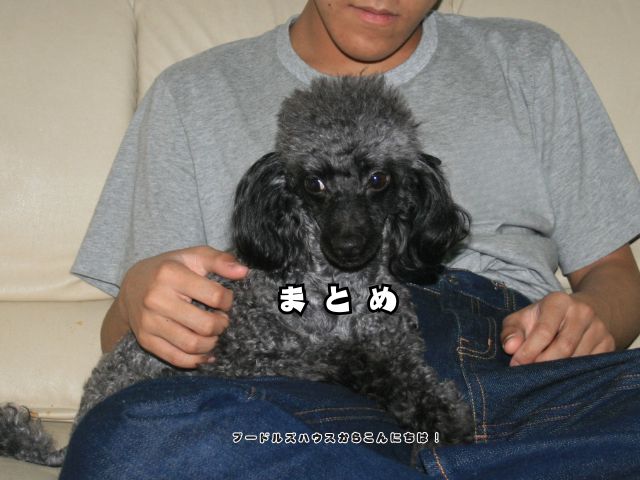 膝の上で落ち着いて座るブラック系のトイプードル｜犬は人の気持ちがわかると感じる瞬間のイメージ写真【まとめ】
