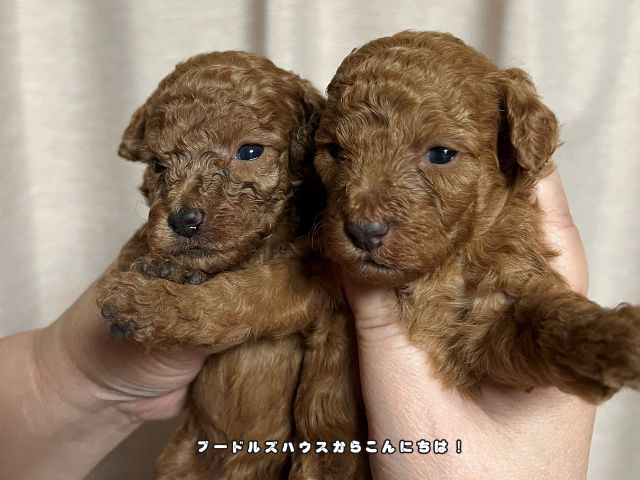 トイプードルのメリットとデメリットを解説する子犬の画像