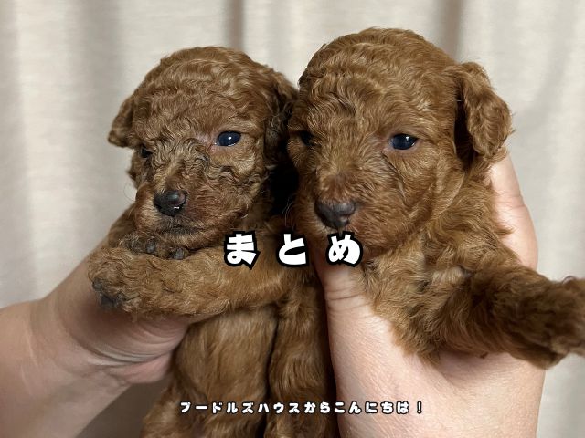 トイプードルの子犬との暮らしをイメージできる写真