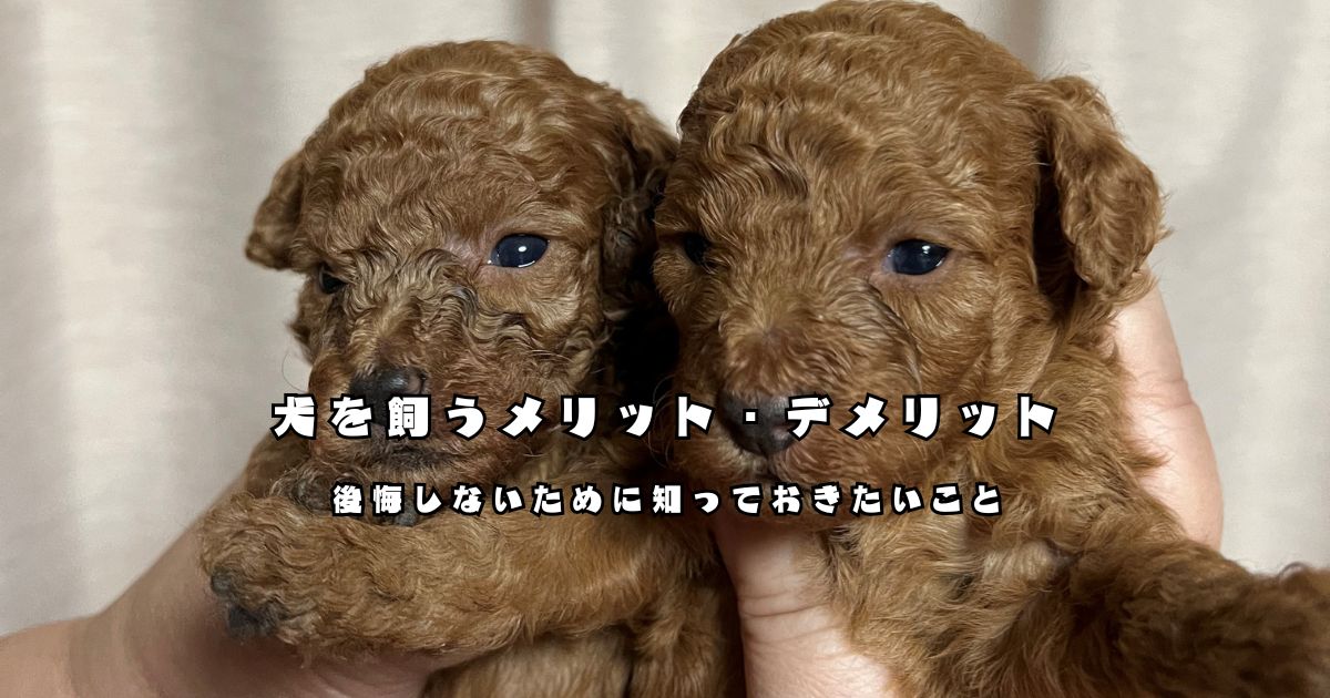 犬を飼うメリットとデメリットを解説するトイプードルの子犬の画像