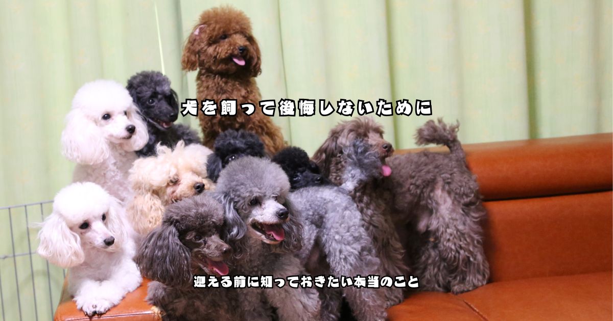 ソファに集まるさまざまな毛色のトイプードルたち｜犬を飼って後悔しないために迎える前に知っておきたいことをイメージした写真
