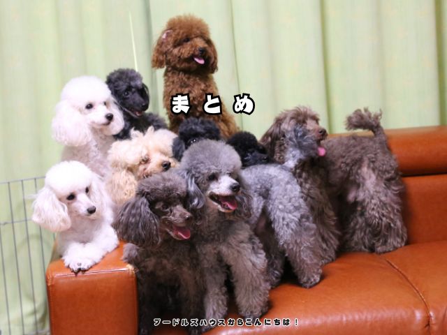 犬を飼って後悔しないために【まとめ】