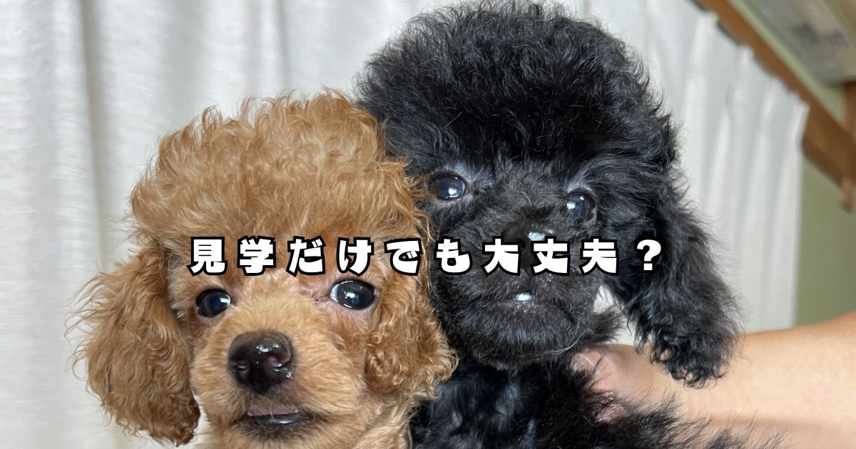 トイプードルの子犬を抱っこする様子 見学だけでも大丈夫か不安な方に向けたブリーダー環境