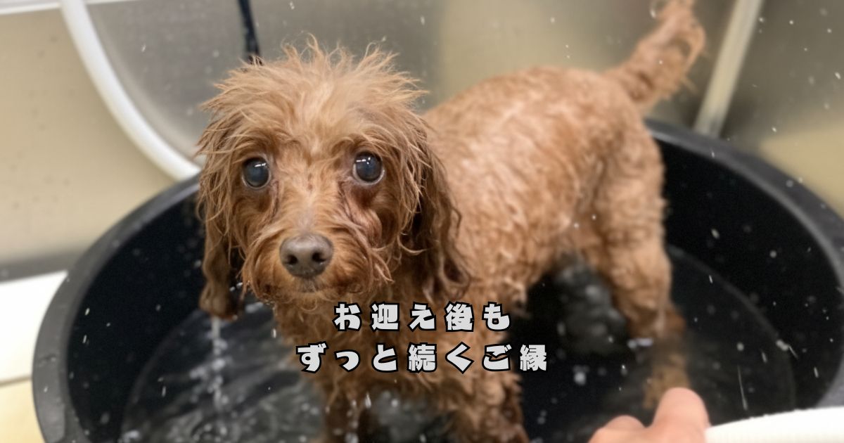 プードルズハウスで行っているトイプードルの日常シャンプーケアの様子