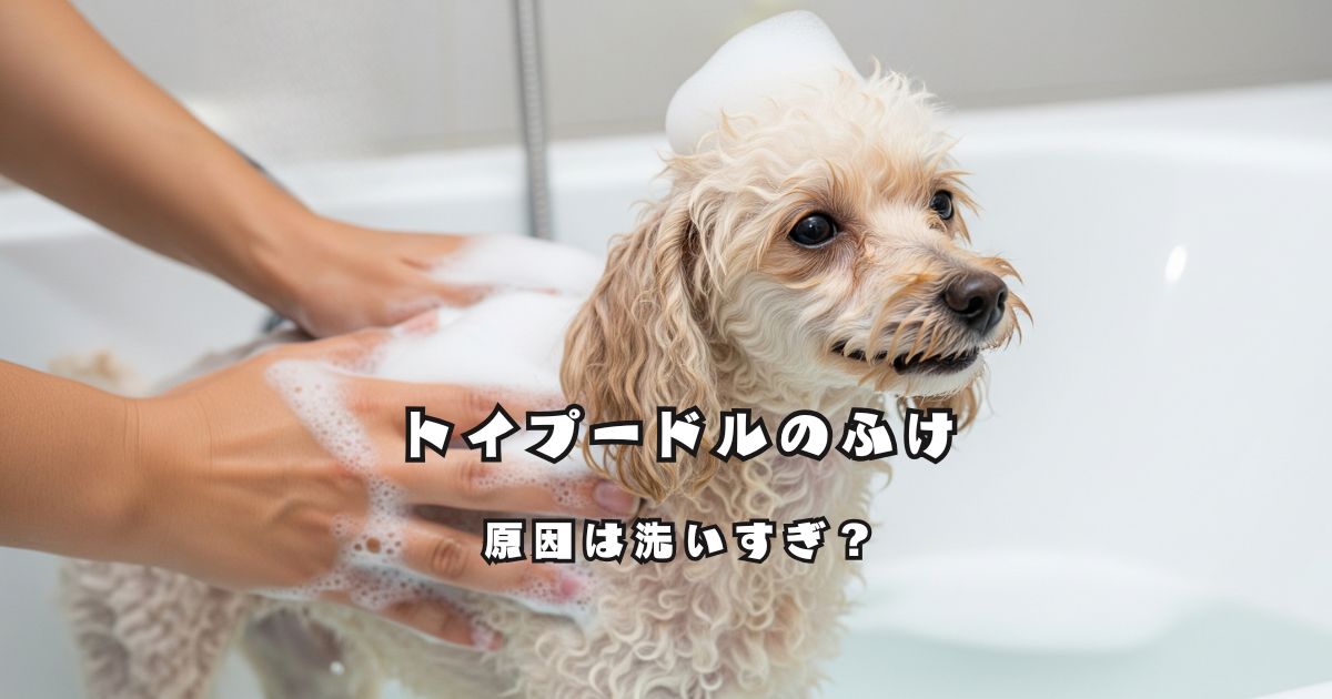 シャンプー中のトイプードルとふけの原因について解説する記事のアイキャッチ画像