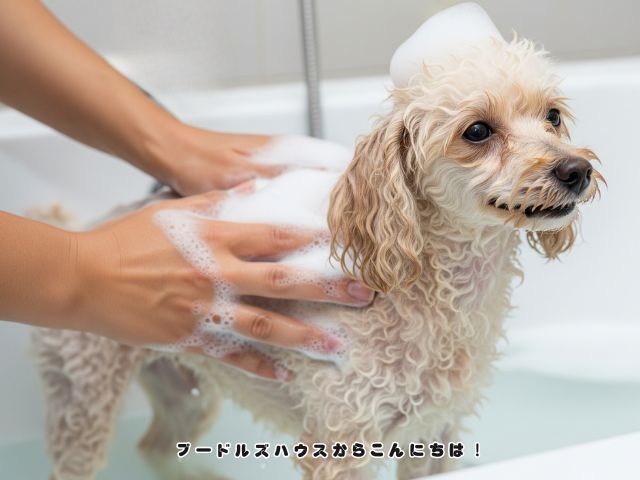 シャンプー中のトイプードルとふけの原因について解説する記事の記事内画像