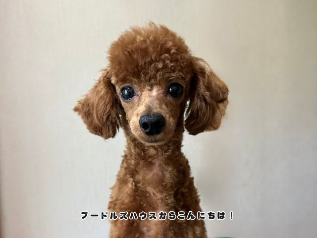 プードルズハウスで大切に育てているトイプードルの子犬