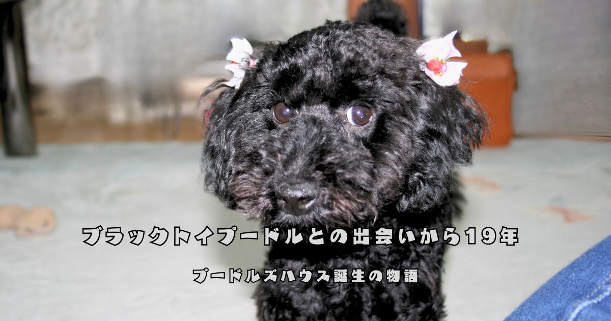 プードルズハウス誕生のきっかけとなったブラックトイプードルの「ボン」
