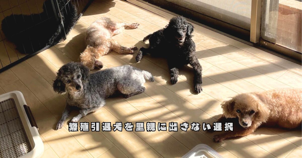 プードルズハウスで暮らす繁殖引退犬たち。終生飼養の考えのもと家族として一緒に過ごしている様子