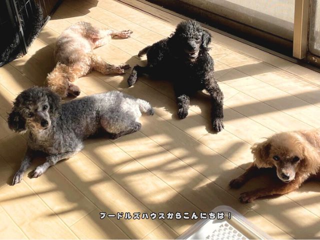 繁殖引退犬を里親に出さない理由|終生飼養を大切にするプードルズハウス
