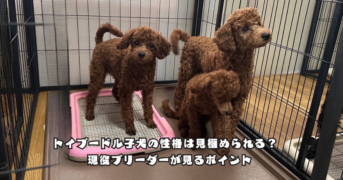 兄弟で過ごす3頭のトイプードルの子犬。それぞれの様子や性格の違いを見極めるポイントを解説する記事のアイキャッチ画像。